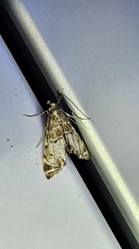 iNaturalist observation photo of Confusing Petrophila