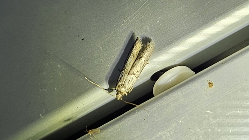 iNaturalist observation photo of Blastobasinae