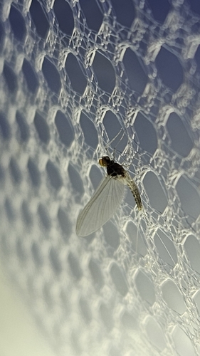 iNaturalist observation photo of Mayflies