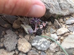 Muilla coronata