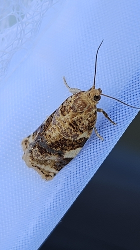 iNaturalist observation photo of Fruit-tree Leafroller Moth
