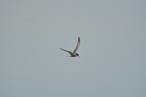 iNaturalist: (c) illoda, some rights reserved (CC BY-NC) iNaturalist image