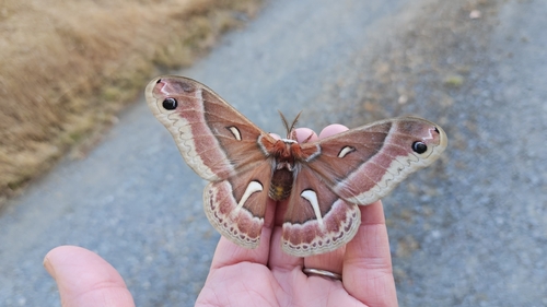 iNaturalist observation photo of Ceanothus Silk Moth