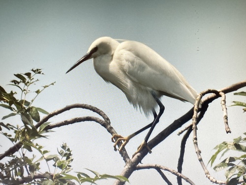 iNaturalist image
