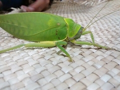 Pseudophyllus neriifolius