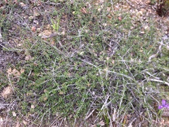 Ceanothus gloriosus porrectus