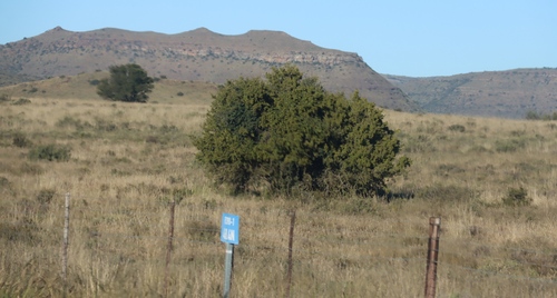 Searsia burchellii, photograph 5
