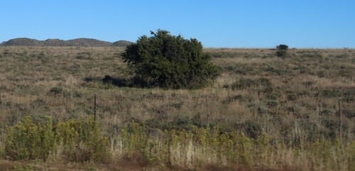 Searsia burchellii, photograph 6