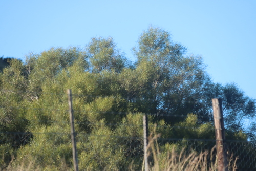Searsia erosa, photograph 4