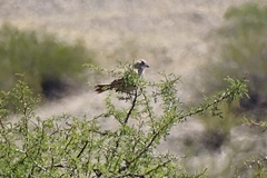 Pseudoseisura gutturalis