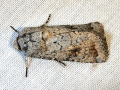 Proteuxoa amaurodes