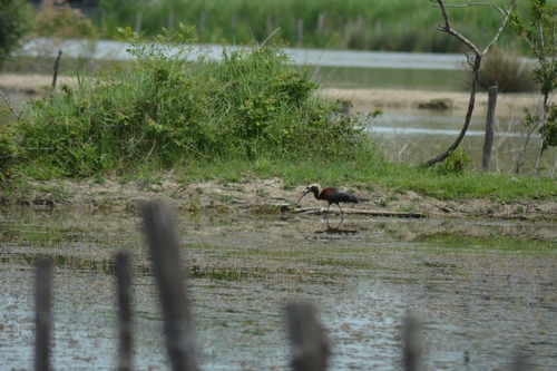 iNaturalist image