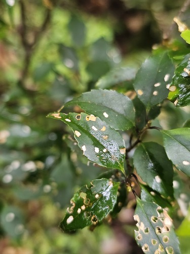 Symplocos sumuntia observed 2026-05-31