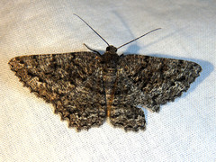 Diastictis cremnodes