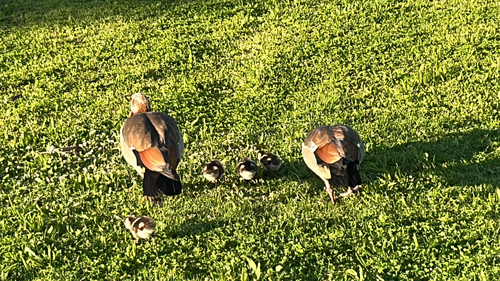 iNaturalist image