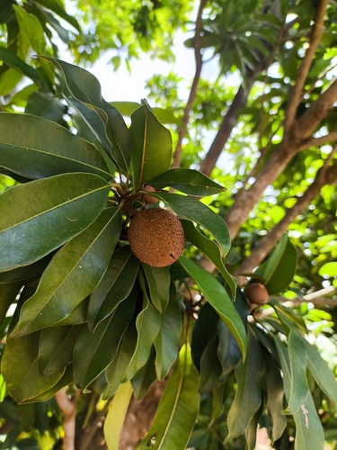 Sapodilla