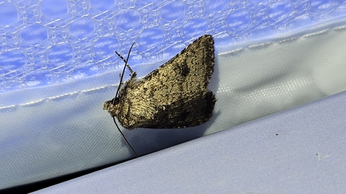 iNaturalist observation photo of Homorthodes