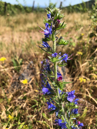 viper's-bugloss