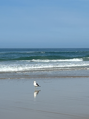 iNaturalist image