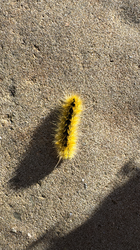 iNaturalist observation photo of Silver-spotted Tiger Moth
