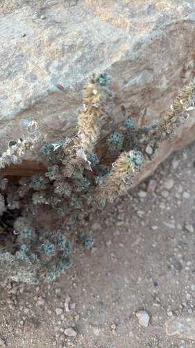 Desert Nettle