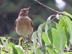 Turdus assimilis