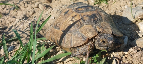 Greek Tortoise