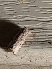 Spodoptera albula