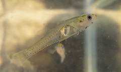 Gobiopterus macrolepis