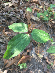 Trillium gracile