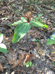 Trillium gracile