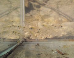 Gobiopterus macrolepis