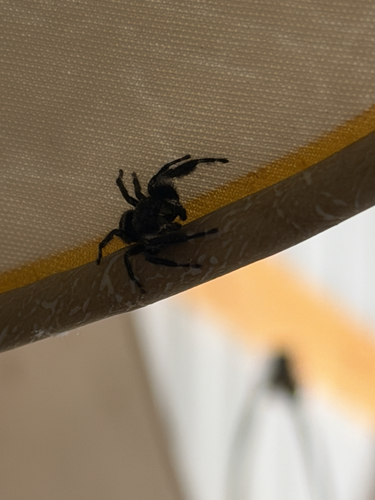 Bold Jumping Spider photographed in Wisconsin