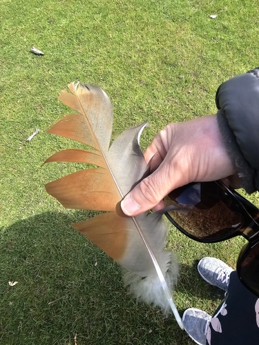 iNaturalist image
