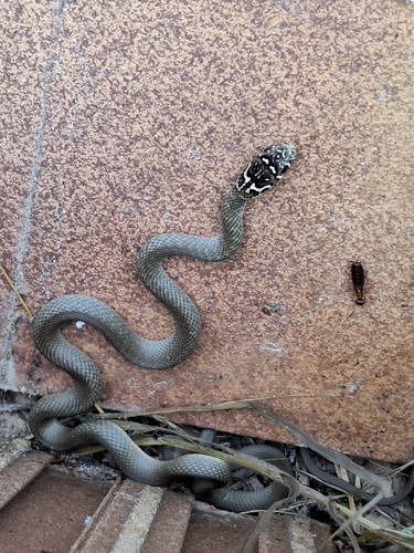 Green Whip Snake