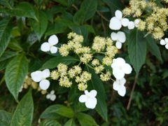 Hydrangea scandens