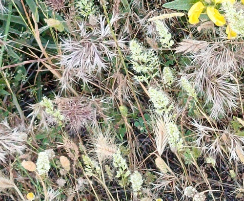 Trisetaria panicea observed 2026-05-29