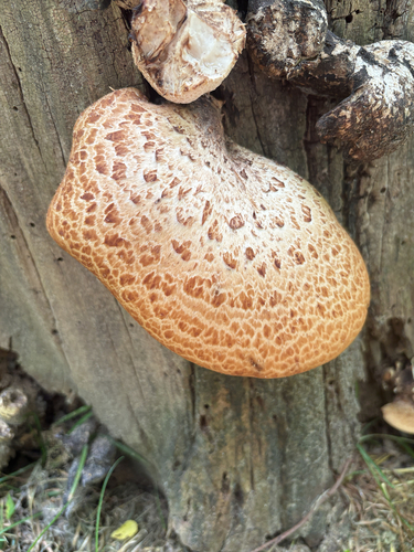 Dryad's Saddle