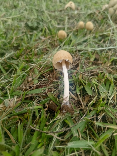 fairy ring marasmius