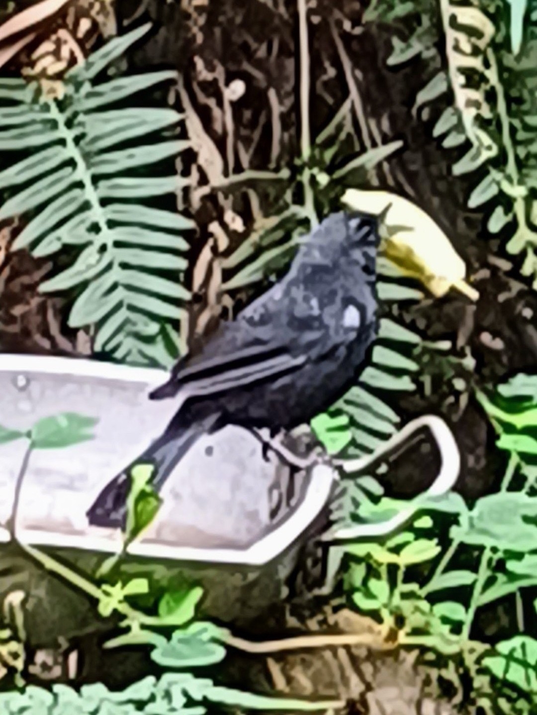 Glossy Flowerpiercer (Diglossa lafresnayii), photo 5