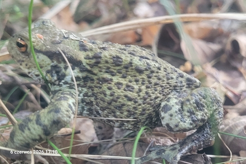 European Toad