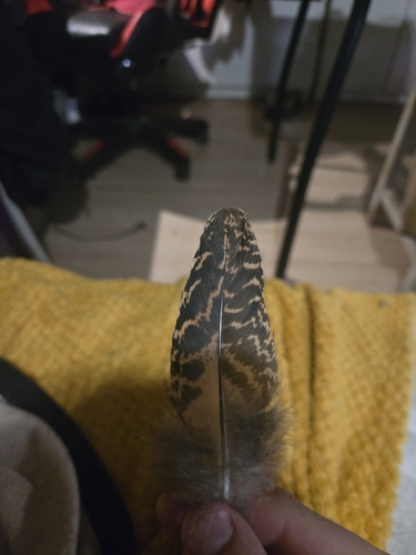 Plume de Paon bleu