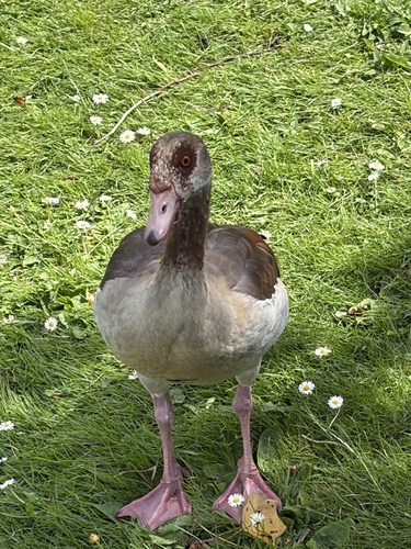 iNaturalist image