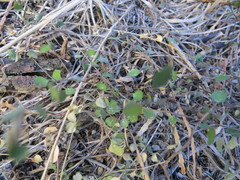 Teucrium parvifolium