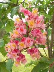 Aesculus × carnea