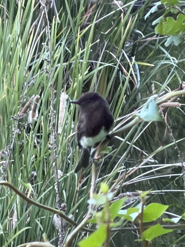 Black Phoebe