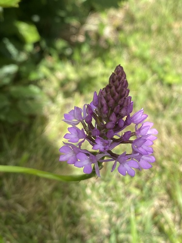 pyramidal orchid