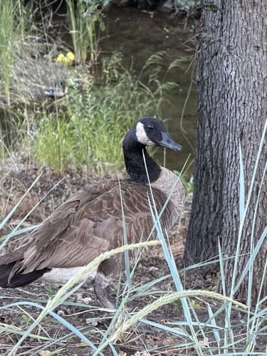 Canada Goose