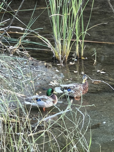 Duck