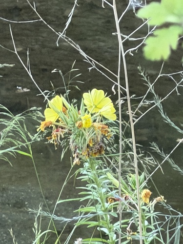 Tall Evening Primrose